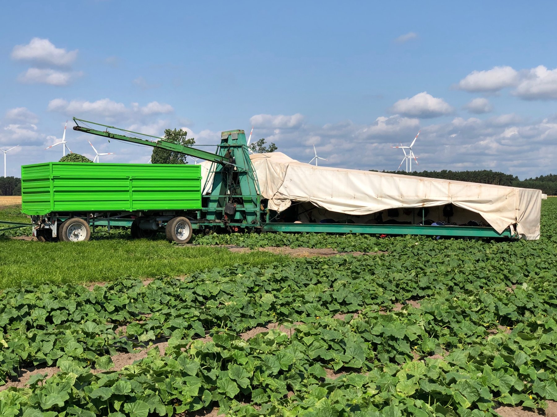 Auftakt Gurkenernte 24 Gurkenflieger im Einsatz (c) Spreewaldverein