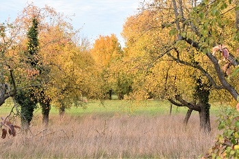 Woti-23-37-Streuobstwiese-Herbst