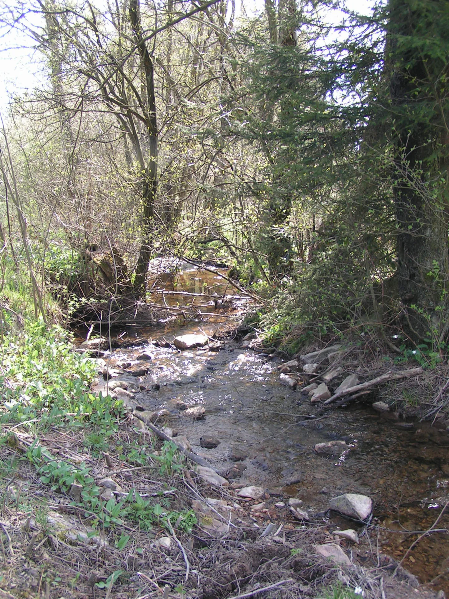An der Prims