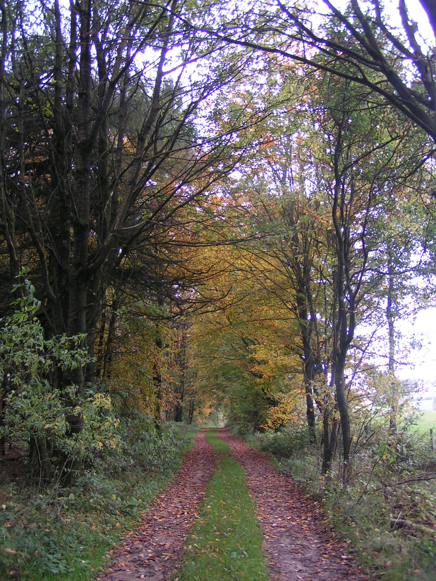 Weg bei Thiergarten