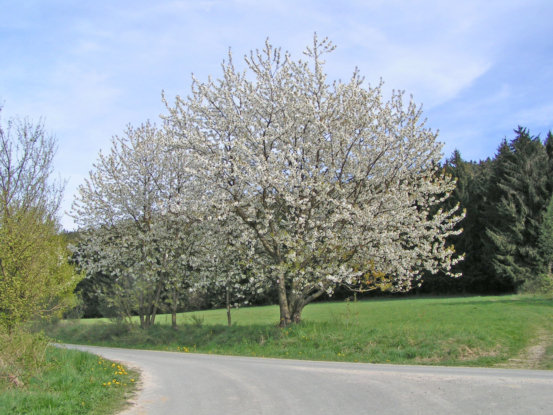 am Waldrand in Malborn