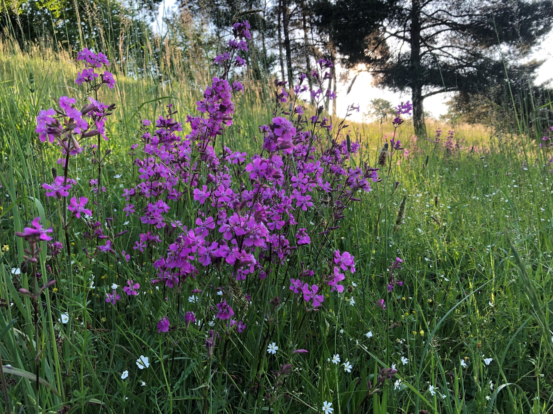 Gruppe lila blühender Pflanzen auf einer Wiese mit grünem Gras und vereinzelten weißen Blüten im Hintergrund Bäume