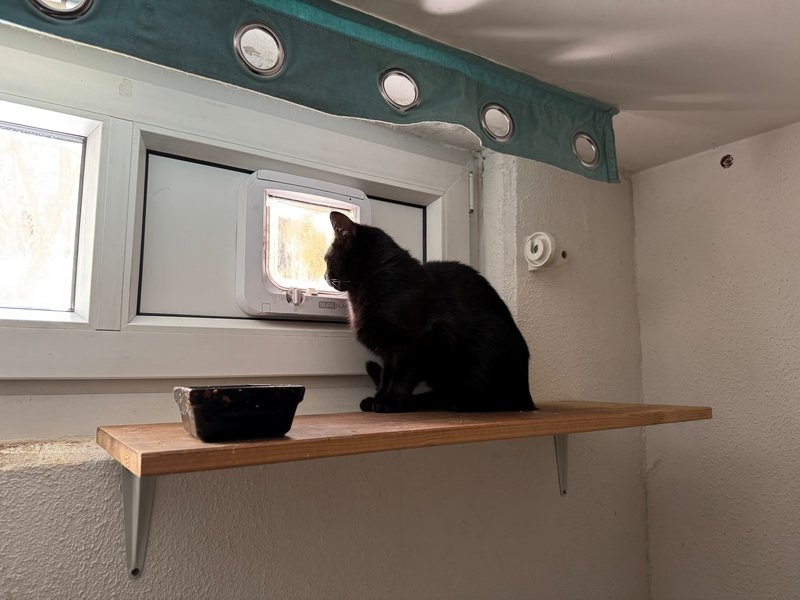 Schwarzer junger Kater