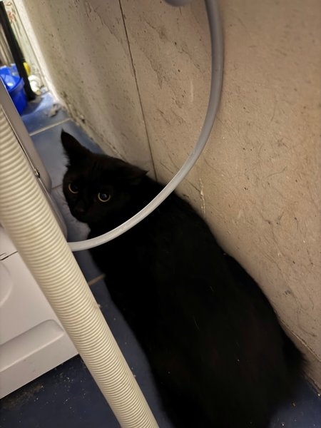 Schwarzer junger Kater