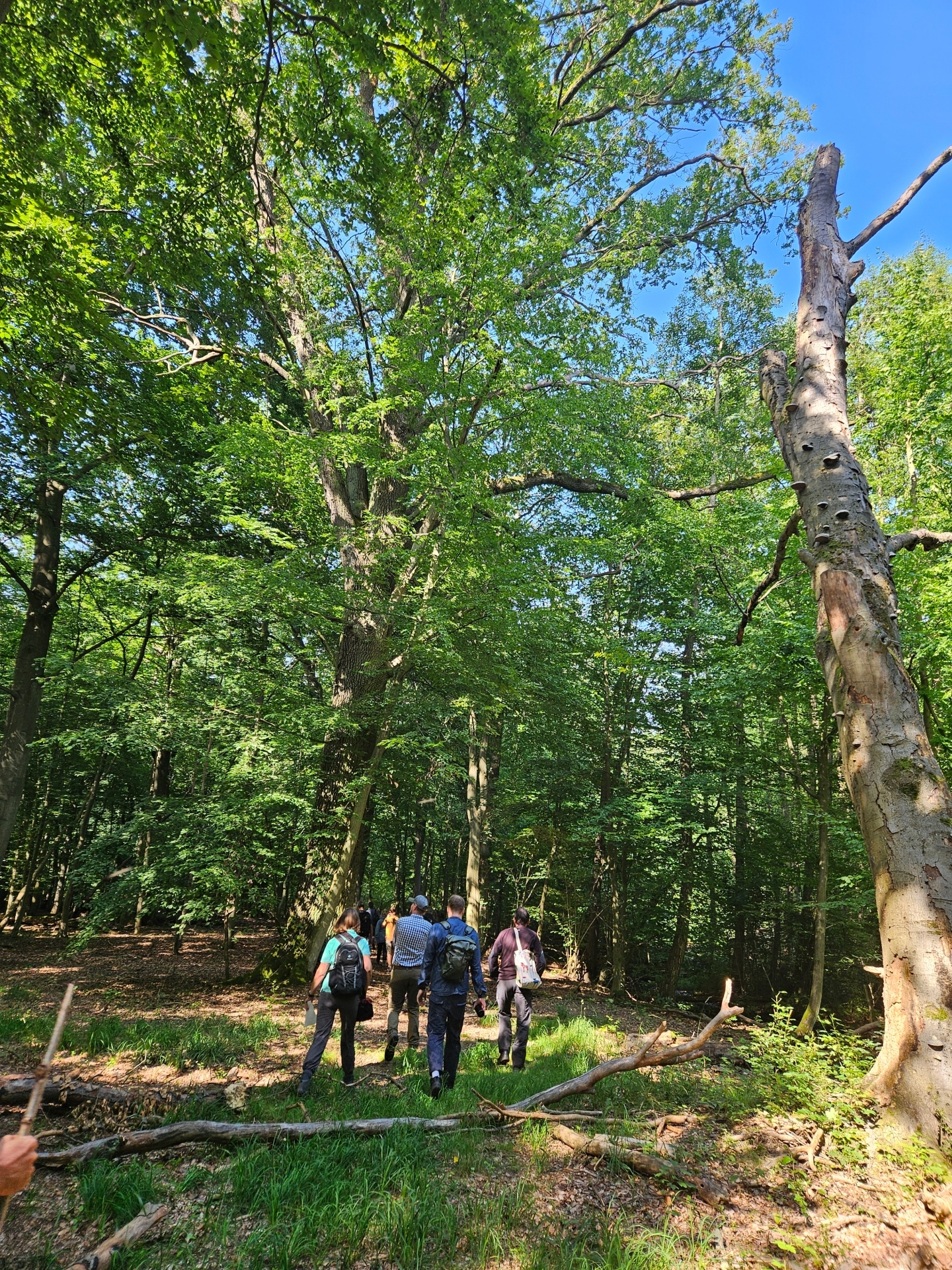 Selbst in der Kernzone, seit 1990 aus der Bewirtschaftung genommen, wächst der Wald noch. Foto: Dörthe Ziemer