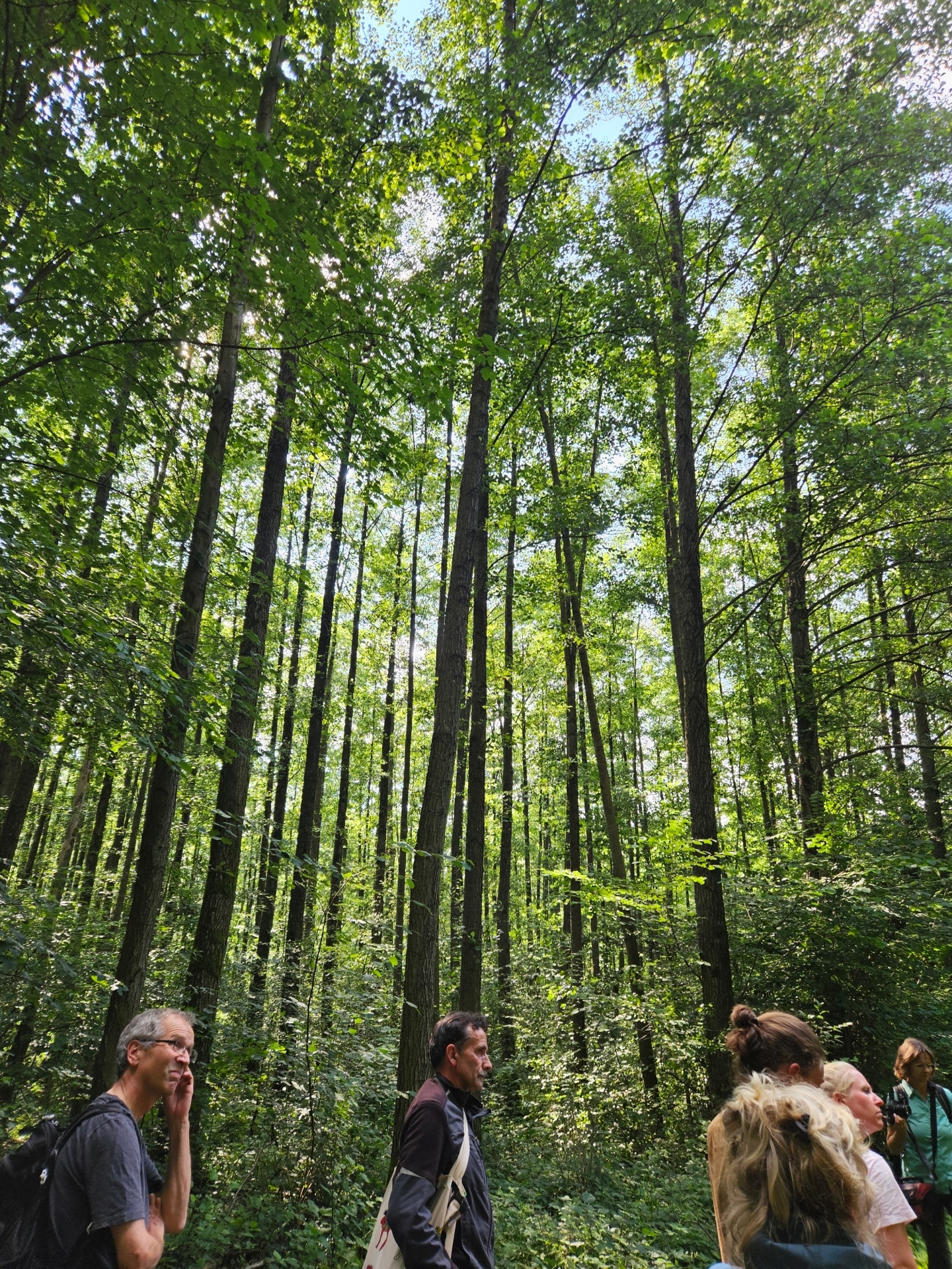 Wilder Wald in der Kernzone. Von Verbuschung ist nichts zu sehen. Foto: Dörthe Ziemer