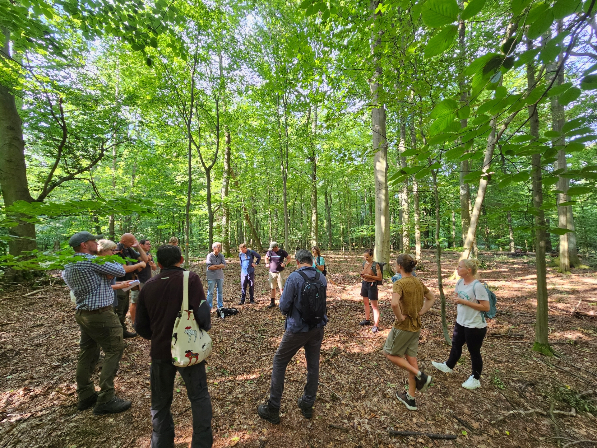 Wissensaustausch im Laubwald. Hier passiert seit 30 Jahren nichts von Menschenhand. Foto: Dörthe Ziemer