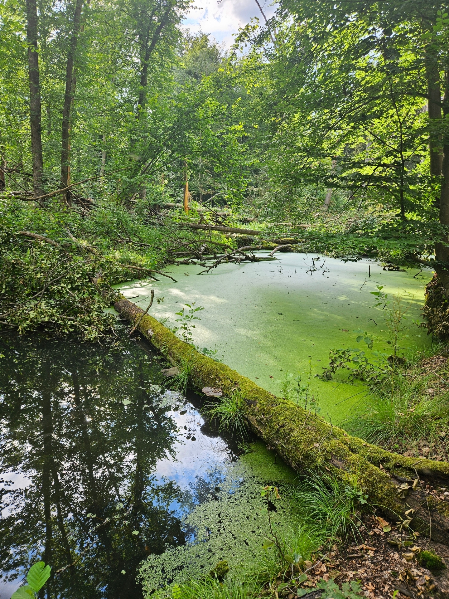 Fließe in der Kernzone 1, die aus der Nutzung genommen wurden und nicht mehr befahren werden. Foto: Dörthe Ziemer,