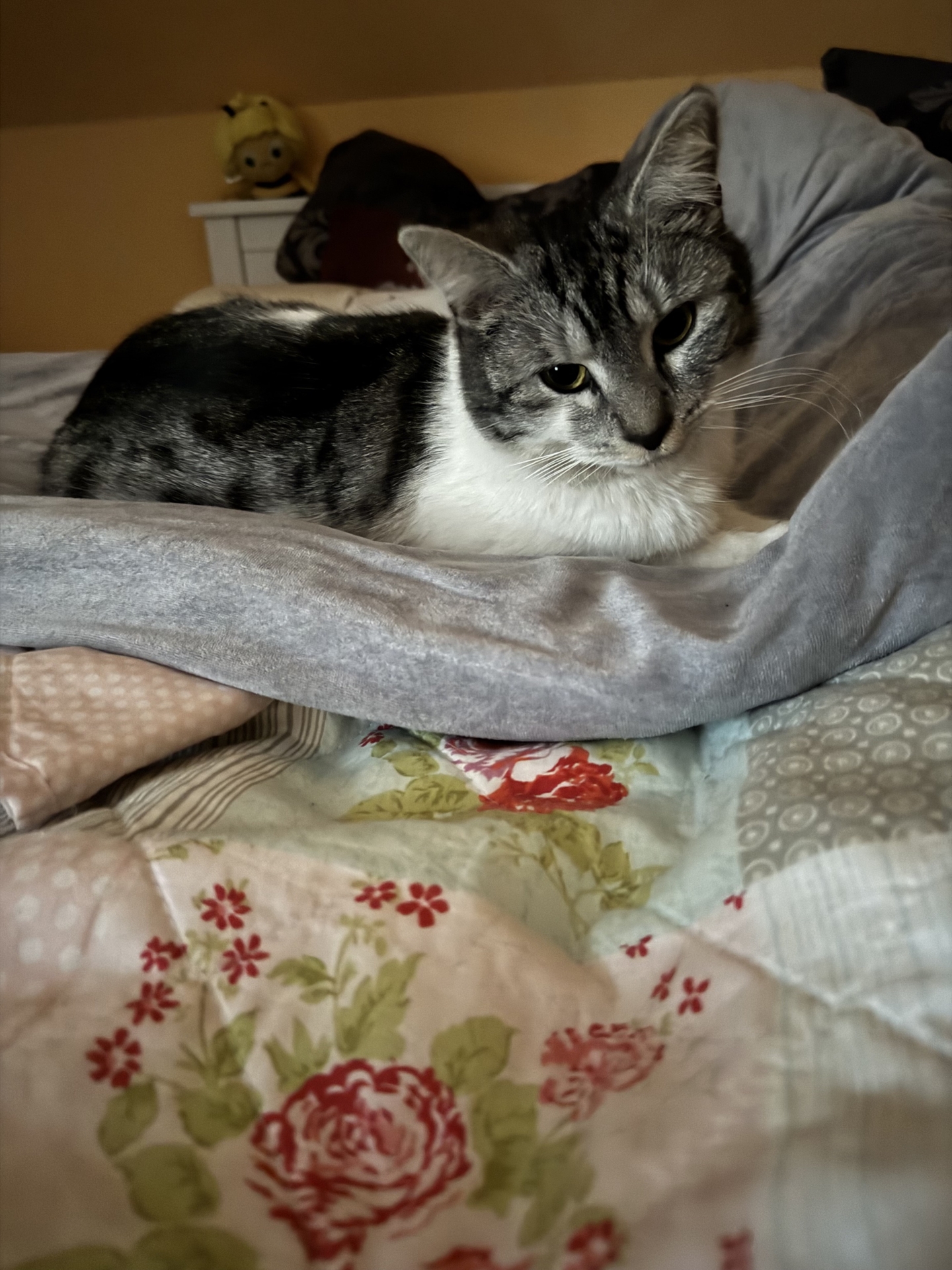 IMG_9187 - Katze 1