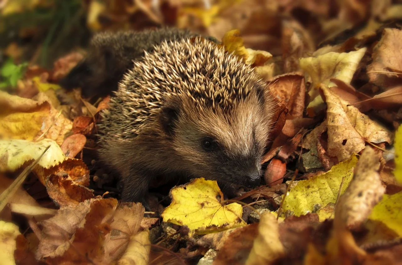 Igel im Herbstlaub, Bild von monicore über Pixabay