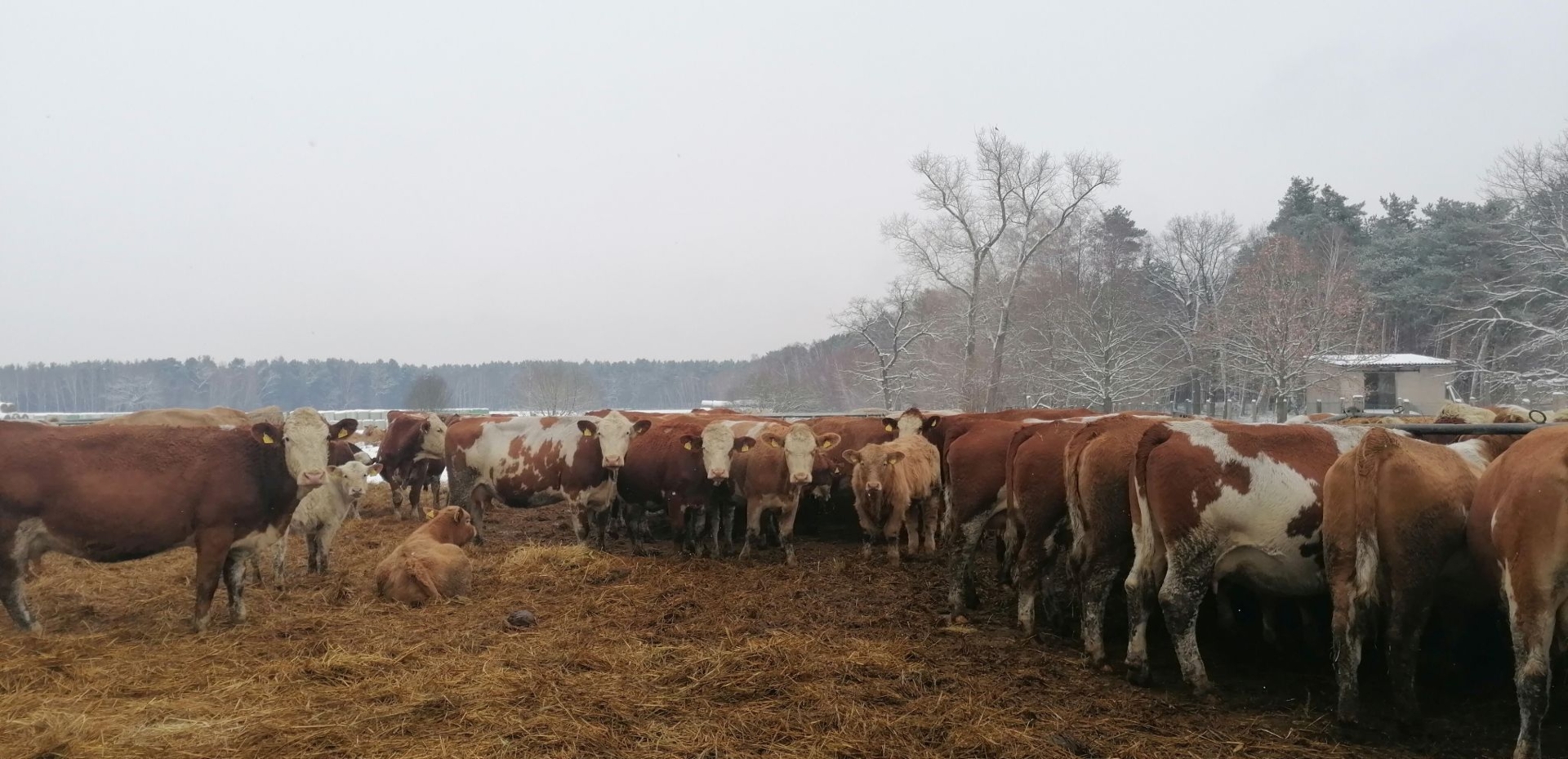 Die Rinderherde im Winter. Foto: Dörthe Ziemer