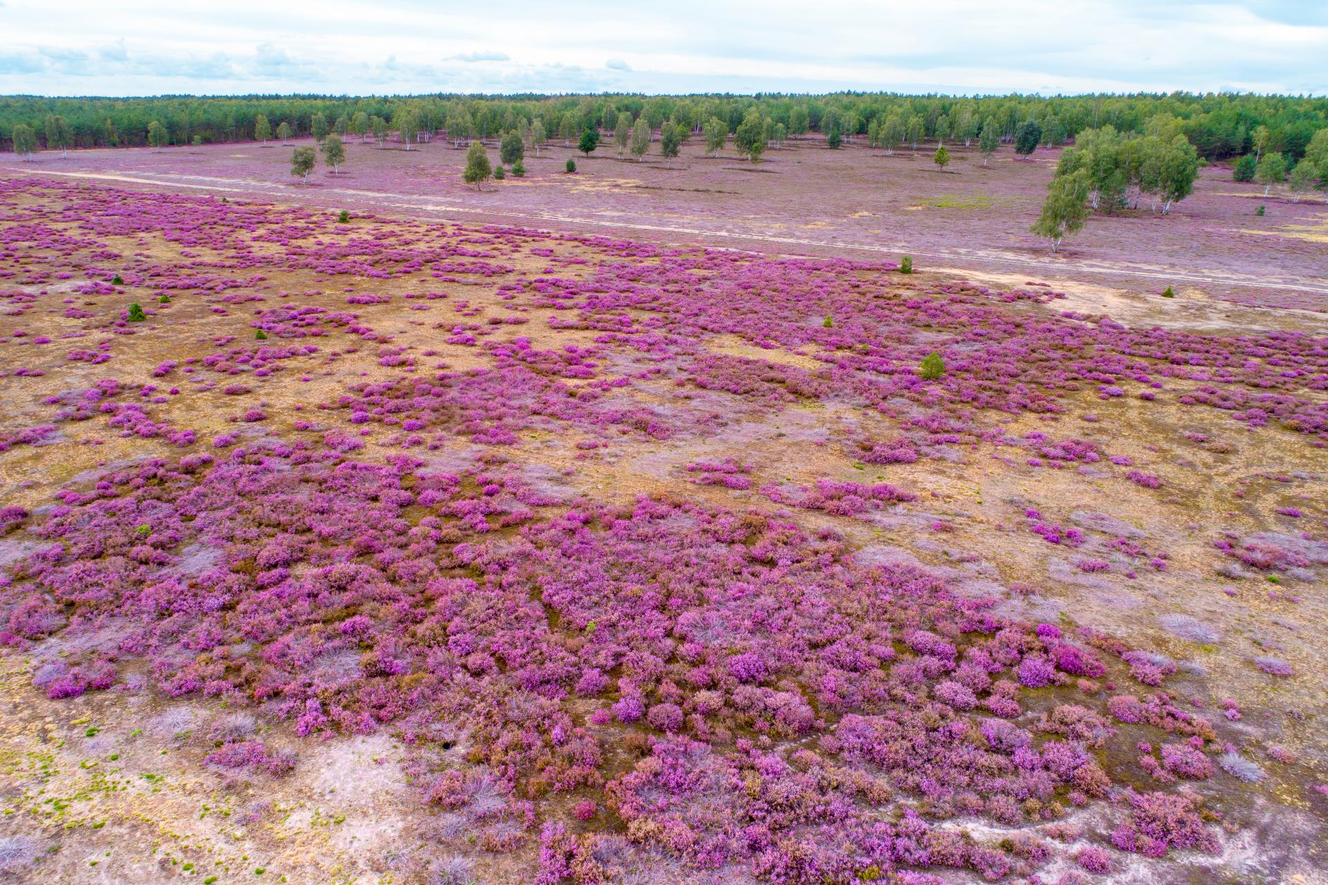 Prösa - blühende Heide, Foto: Andreas Franke