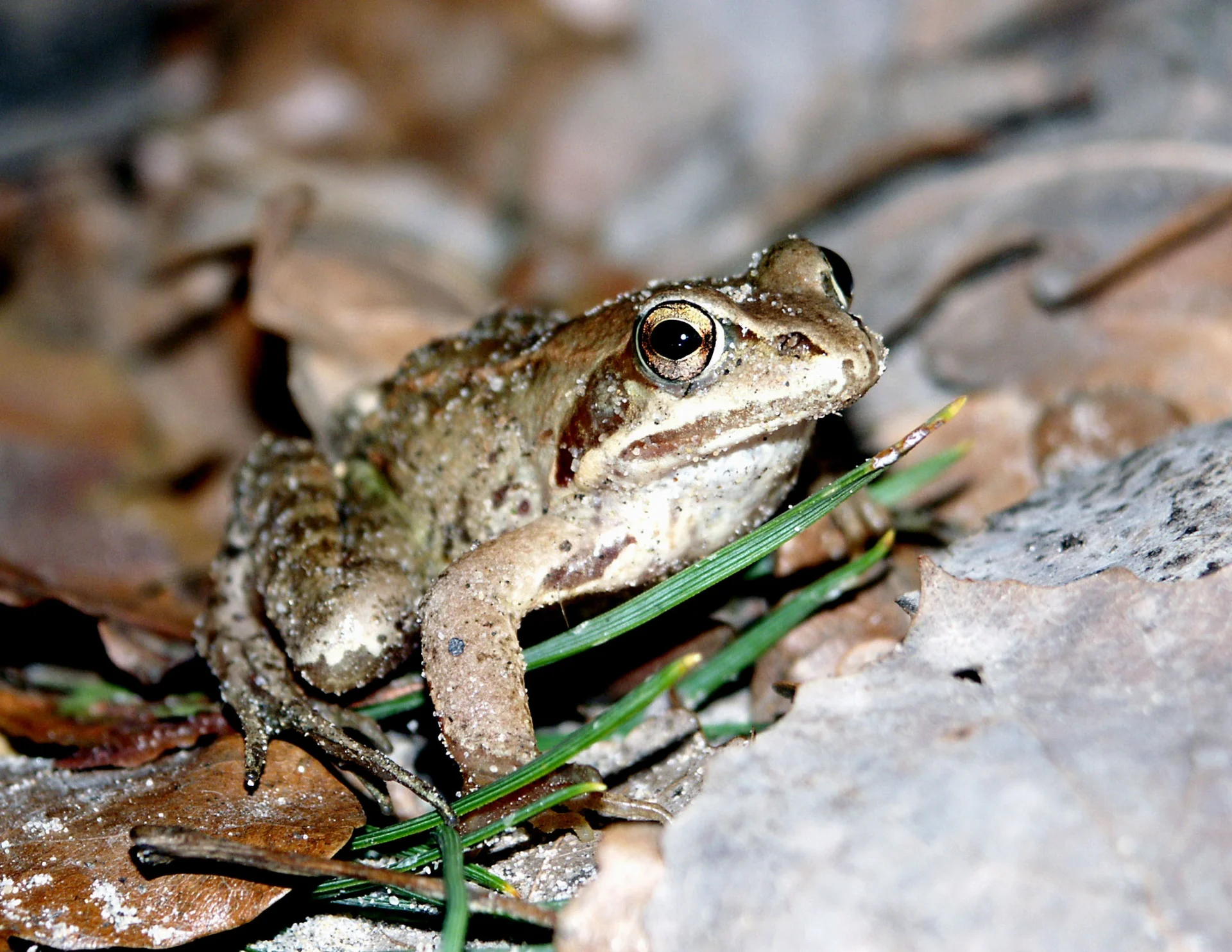 Moorfrosch (Foto: fbuechler canto.com)