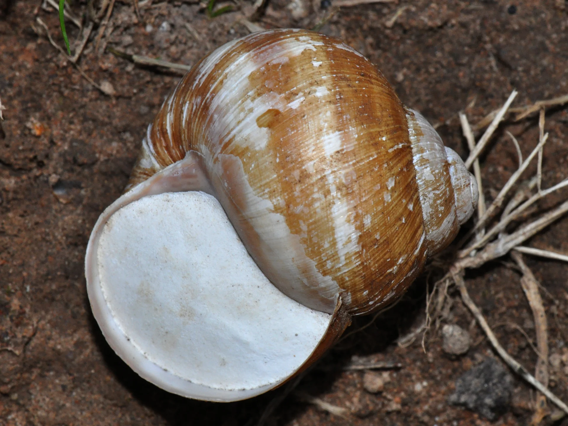 Weinbergschnecke (Foto: Caroline Ring)