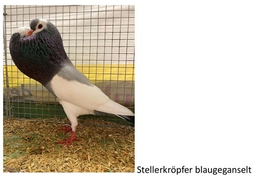 Blaugeganselt