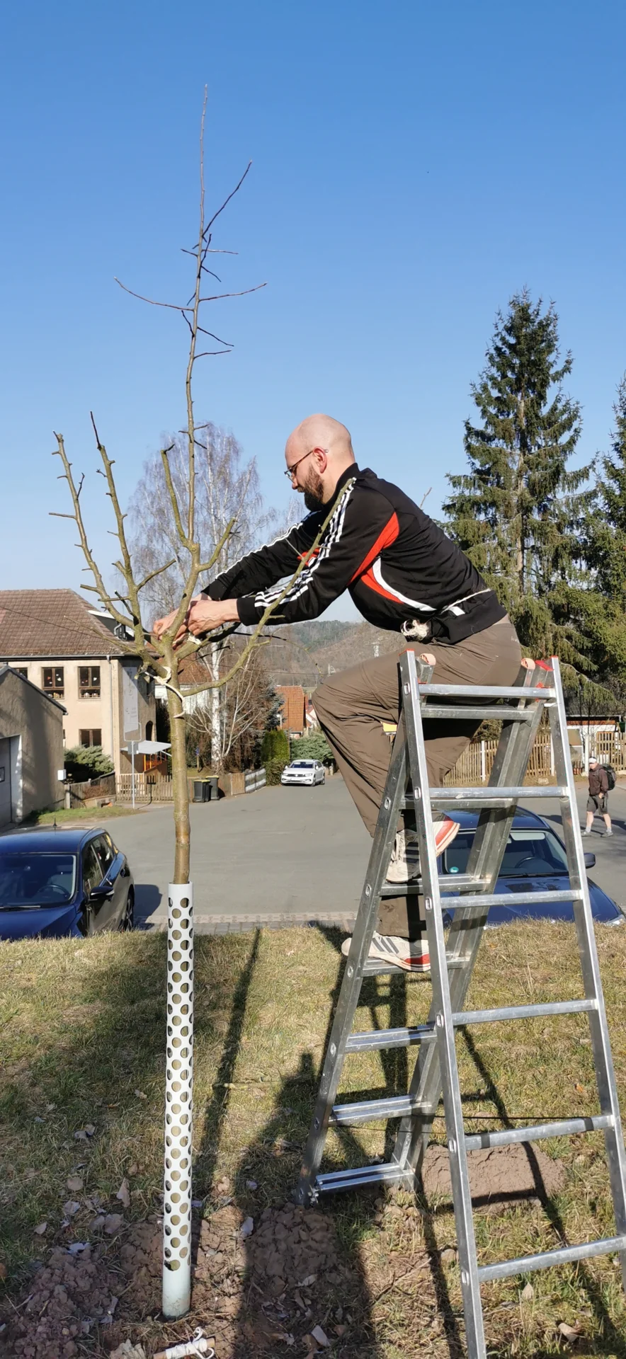 F. Födisch bei der Baumpflege