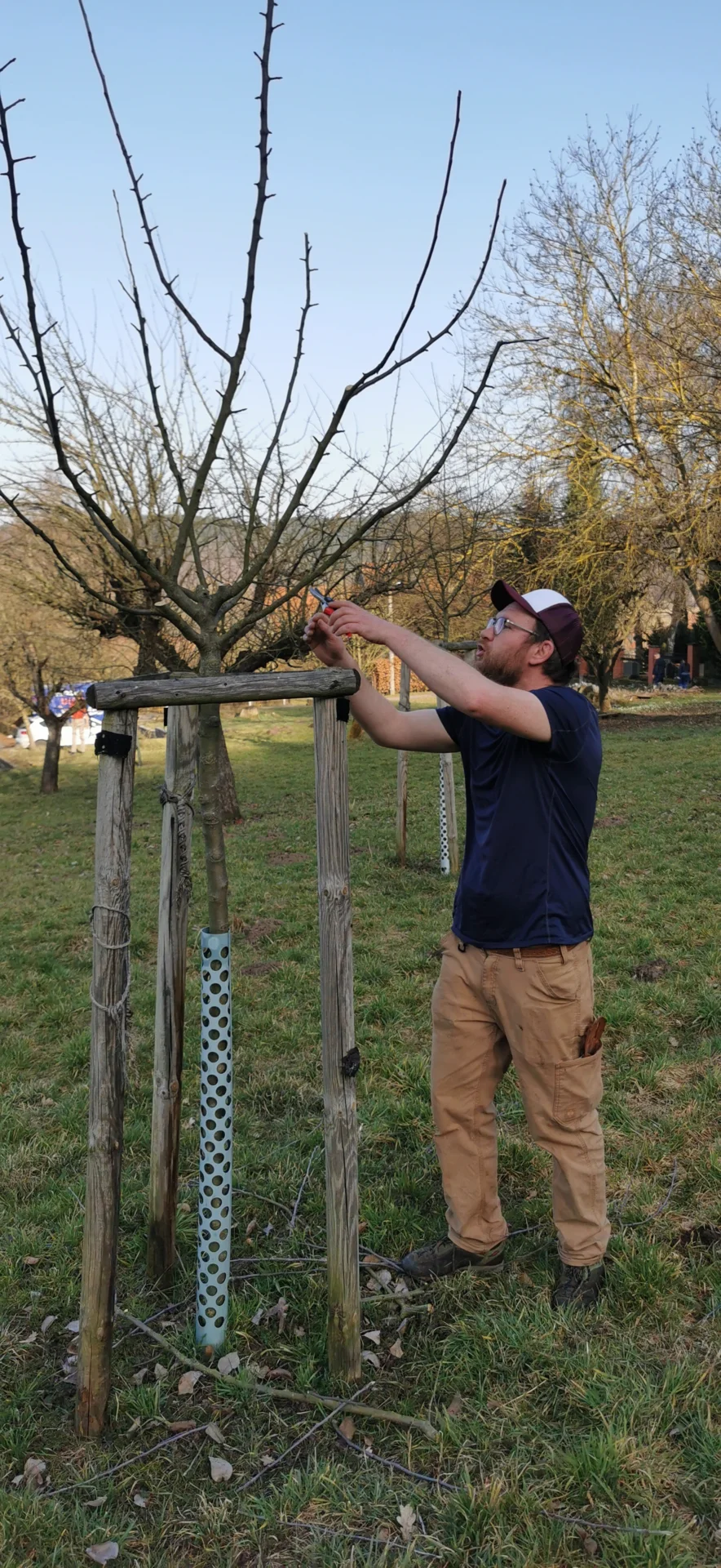 S. Staudinger mit jungem Apfelbaum