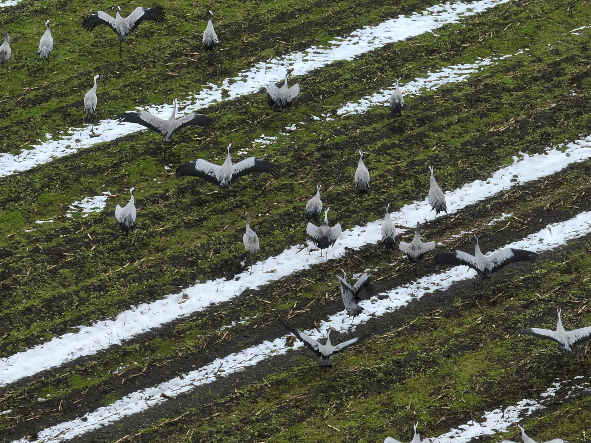 Kraniche in Holtland