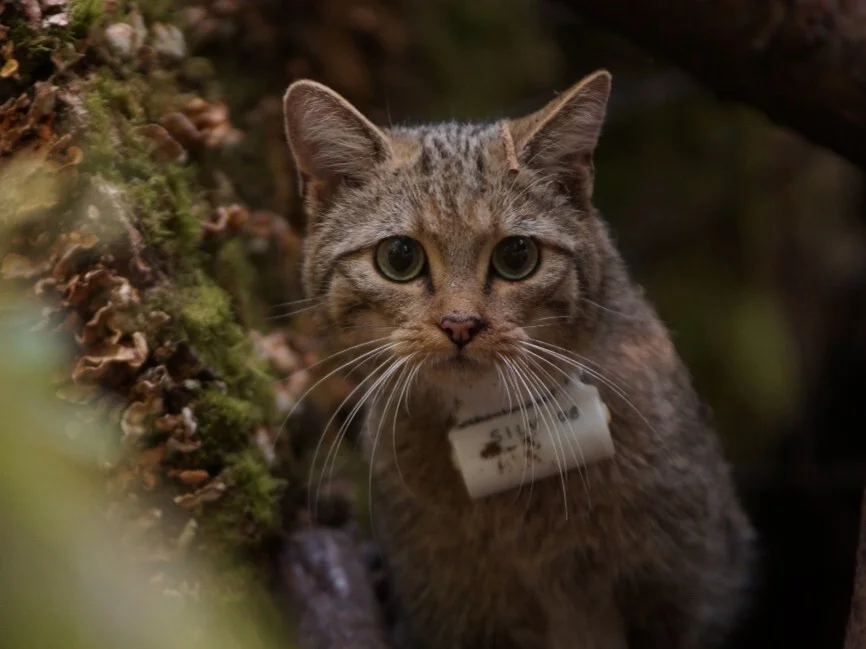Wildkatze mit Senderhalsband