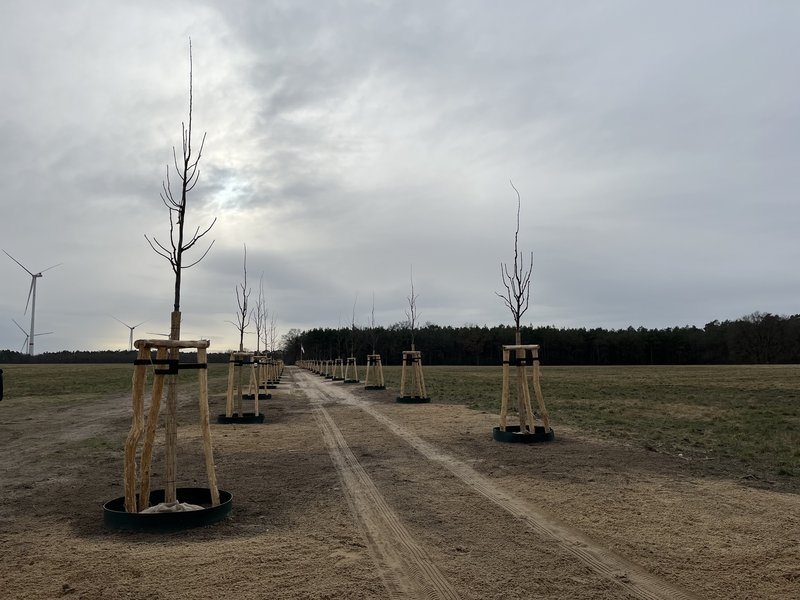Die Allee mit gepflanzten Jungbäumen im Samatenweg (Ruhlsdorf)