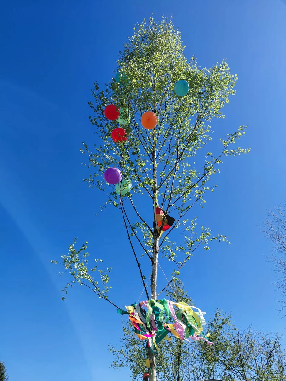Maibaum 2026