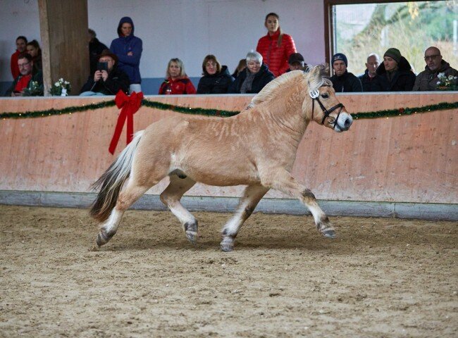 650x480-crop-90-2025darmstadtkoerungh0033