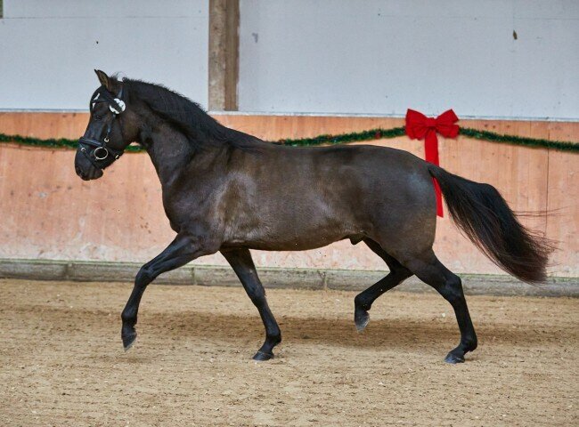 650x480-crop-90-2025darmstadtkoerungh0153