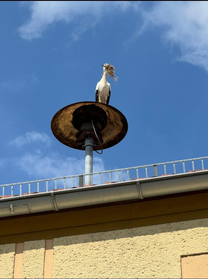 Storch2