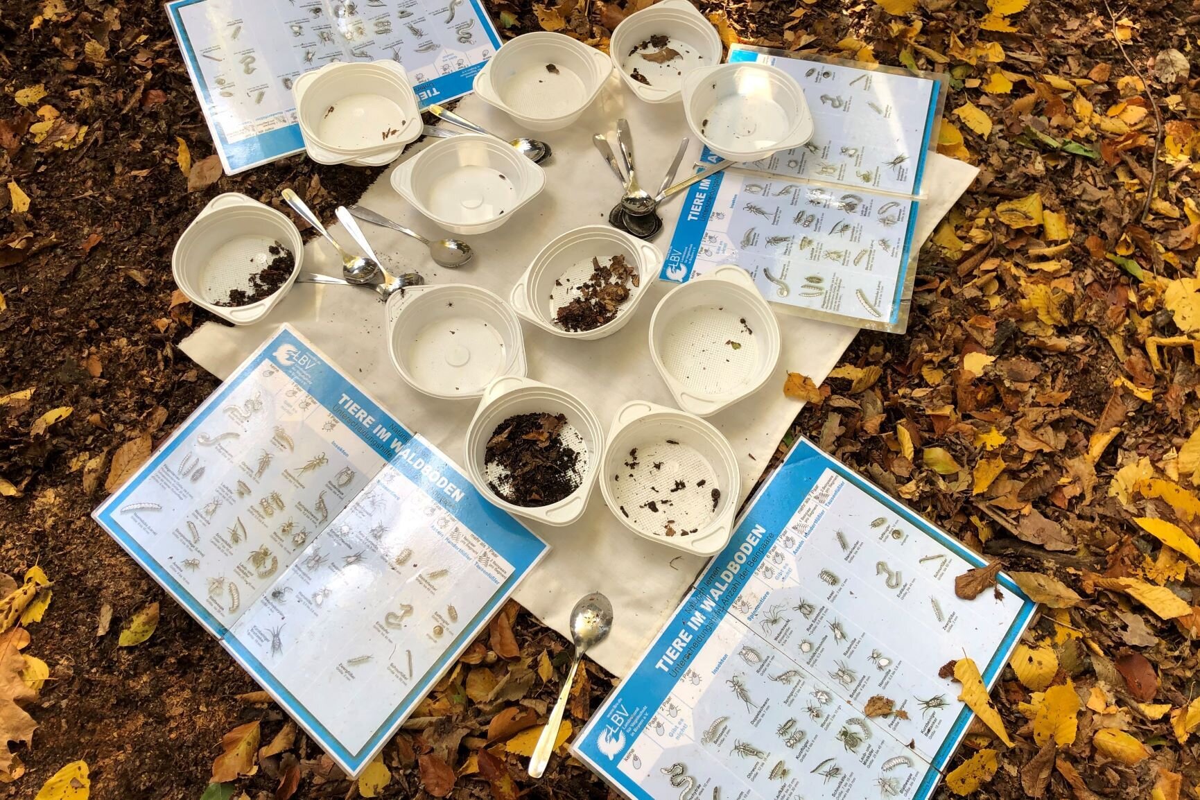 Gelungene Ausbeute: Insekten, Käfer, Würmer und Spinnen im Waldboden gesammelt und bestimmt.