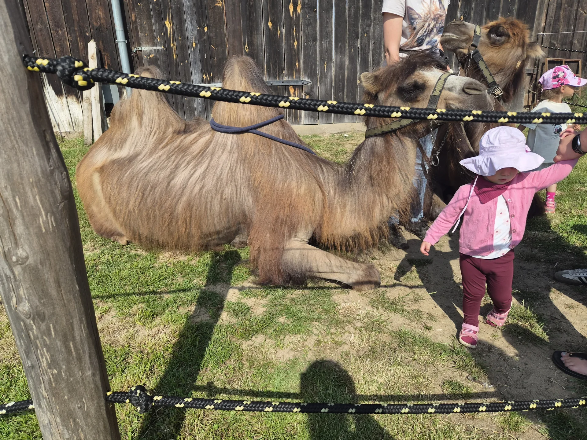 Kamel und kleines Kind im Vordergrund