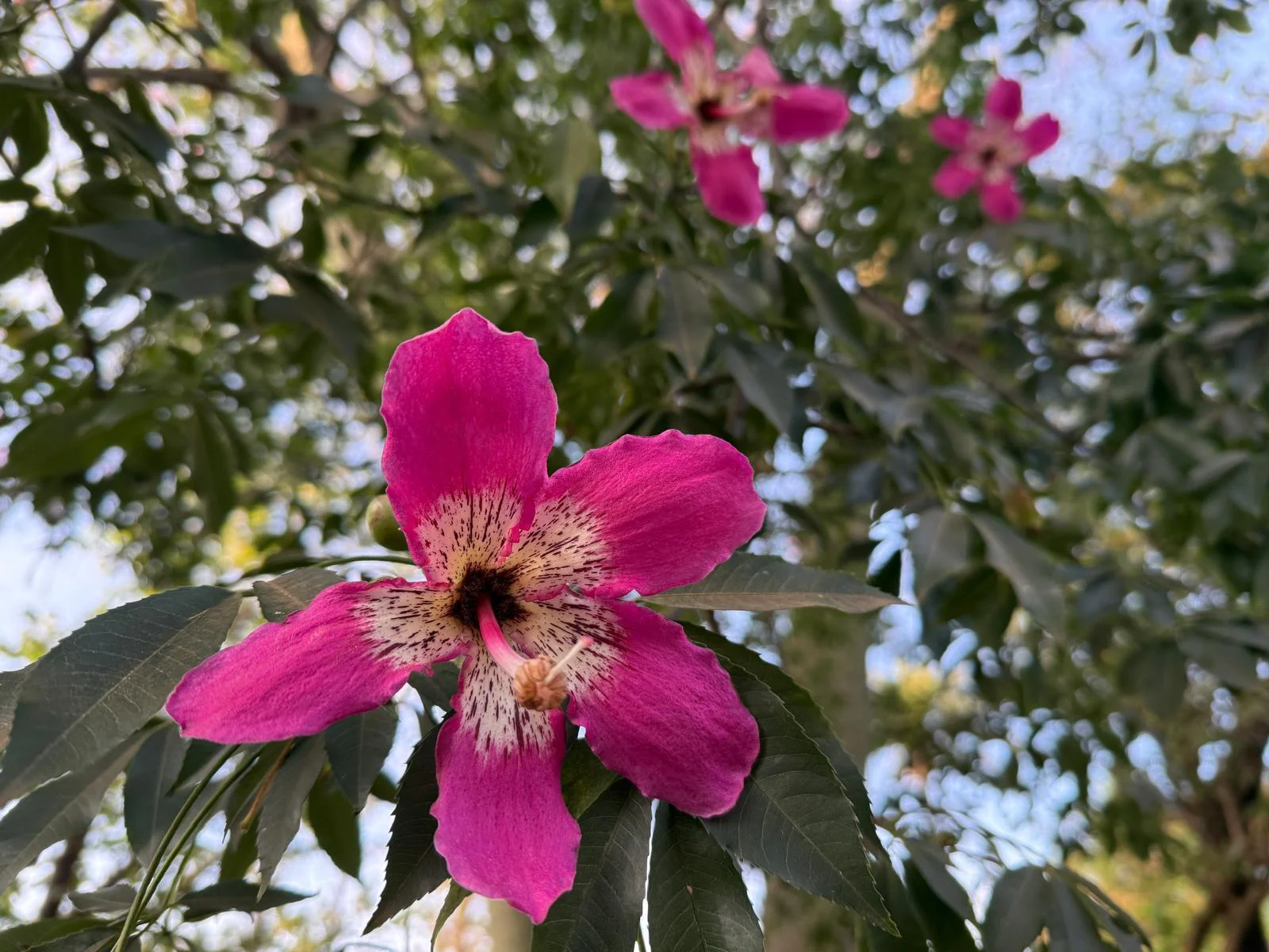 Blume