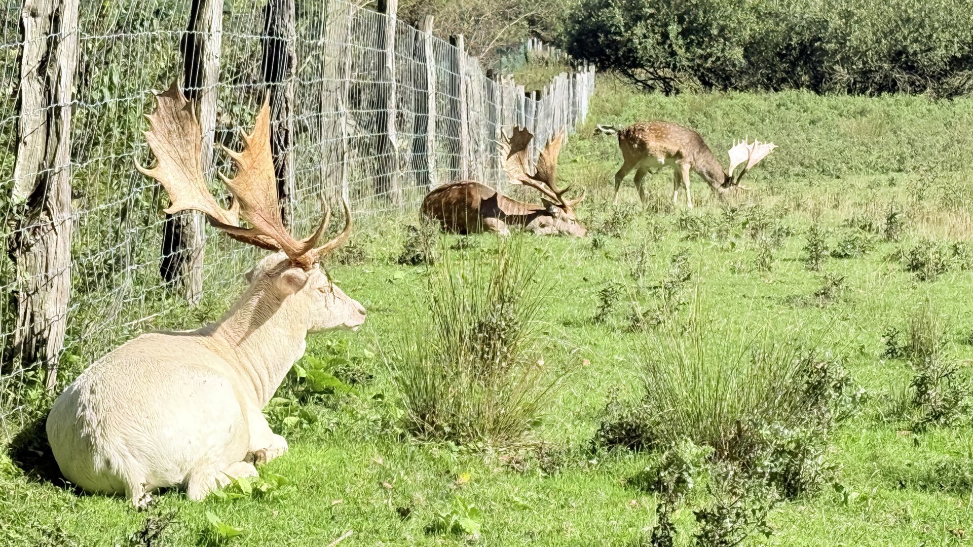Wildgehege