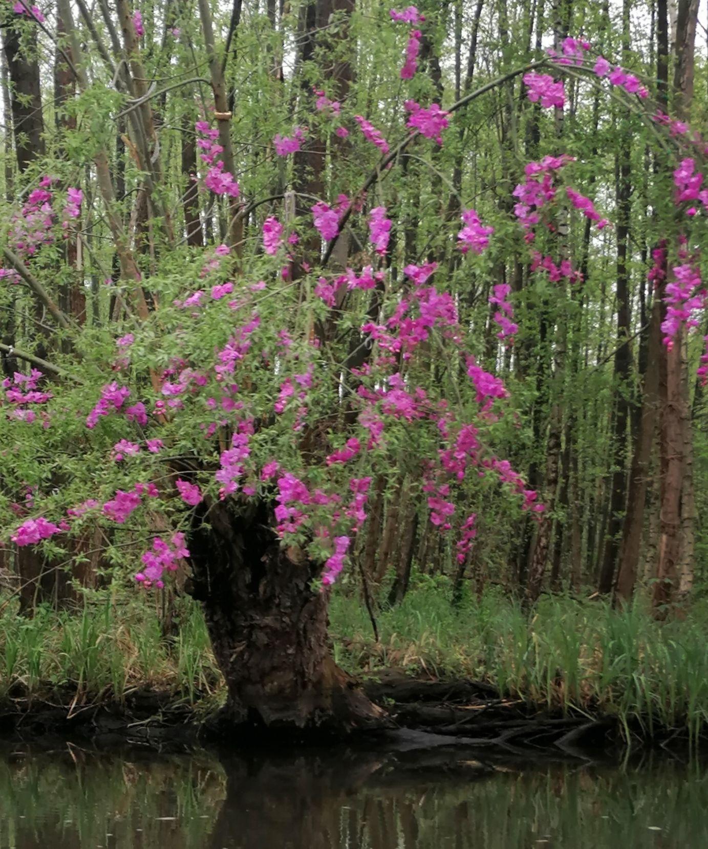 "Salix und die Blumen" von Katrin Woelger, hier Anfang Mai. Foto: Dörthe Ziemer