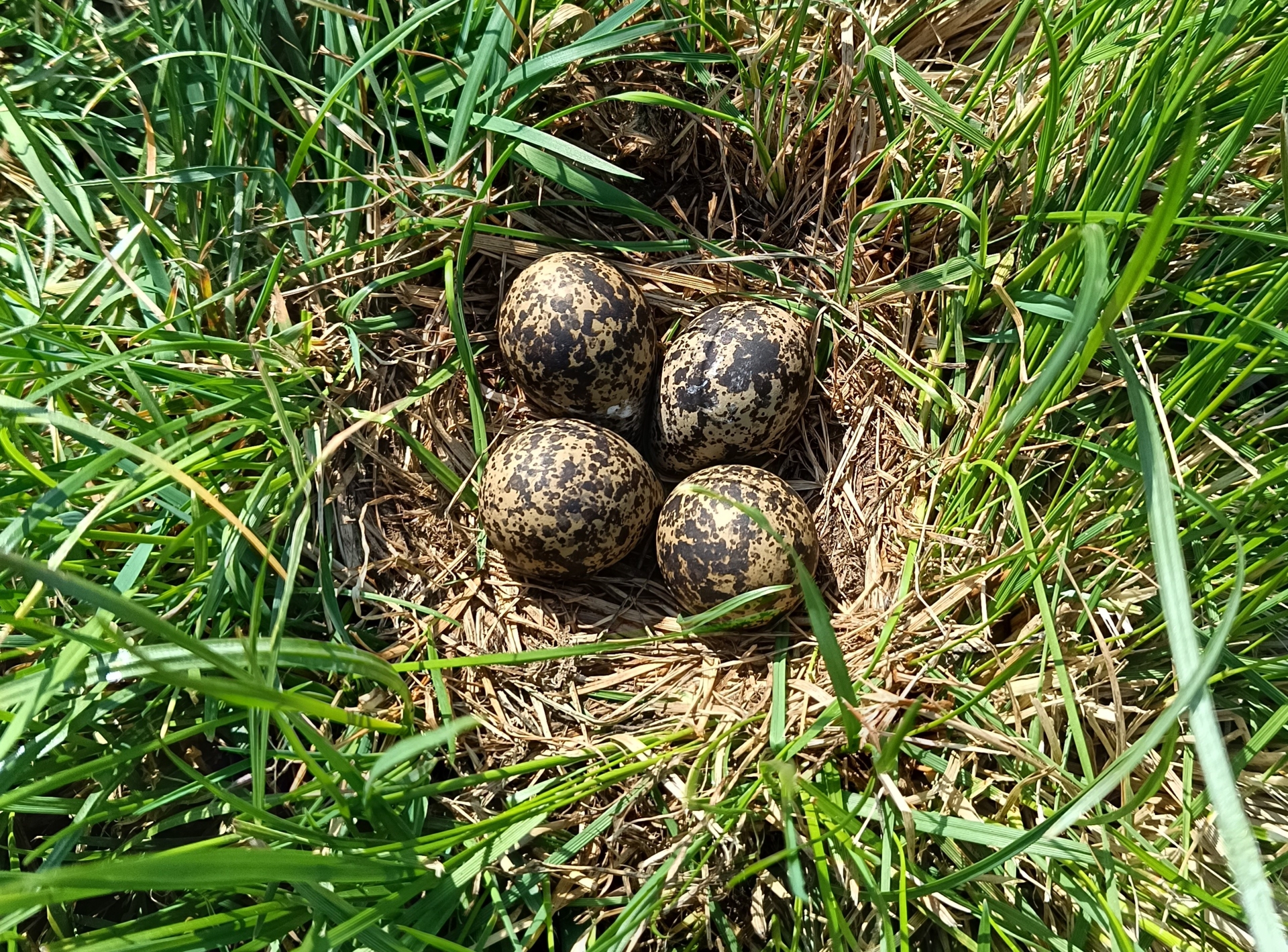 Eier des Kiebitz