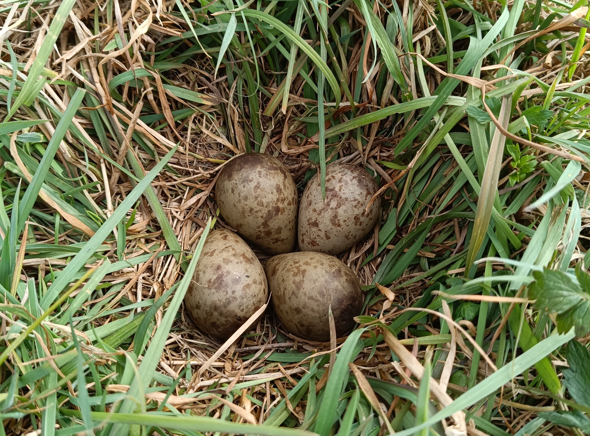 Eier der Uferschnepfe