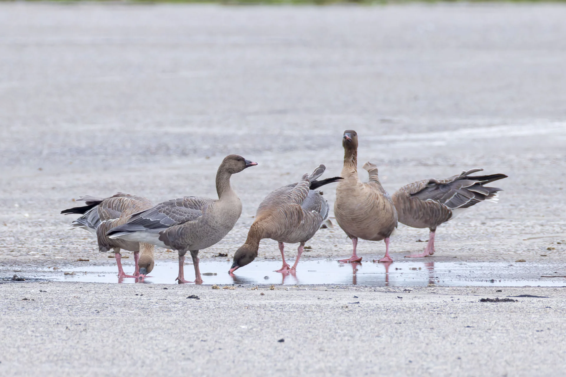 Die Kurzschnabelgans (Foto: Andreas Trepte)