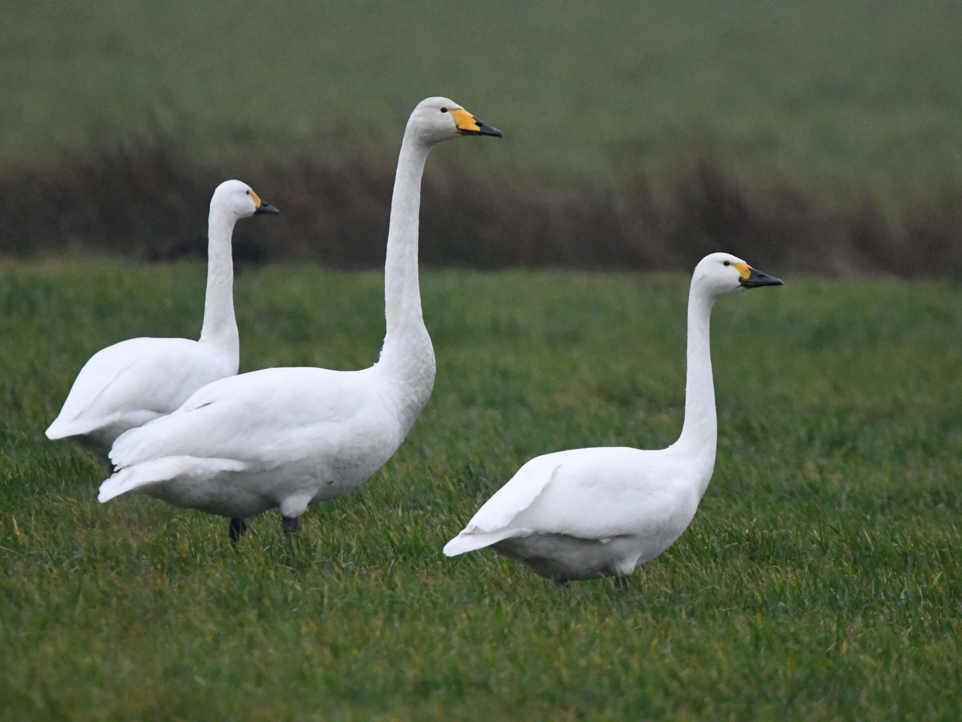 Der Zwergschwan (Foto: Dr. Hannes Petrischak)