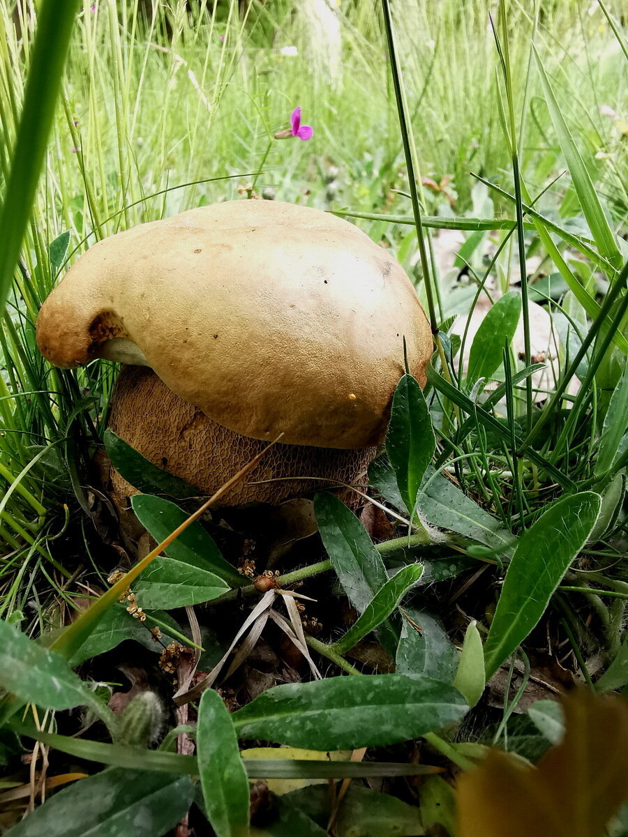 Sommer-Steinpilz
