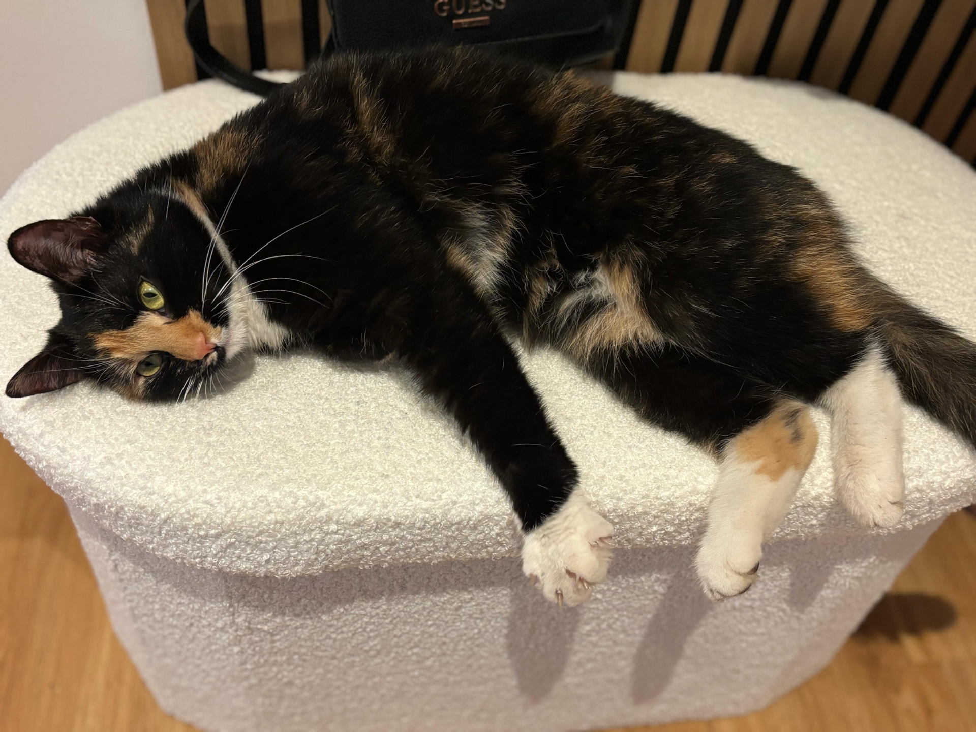 katze2