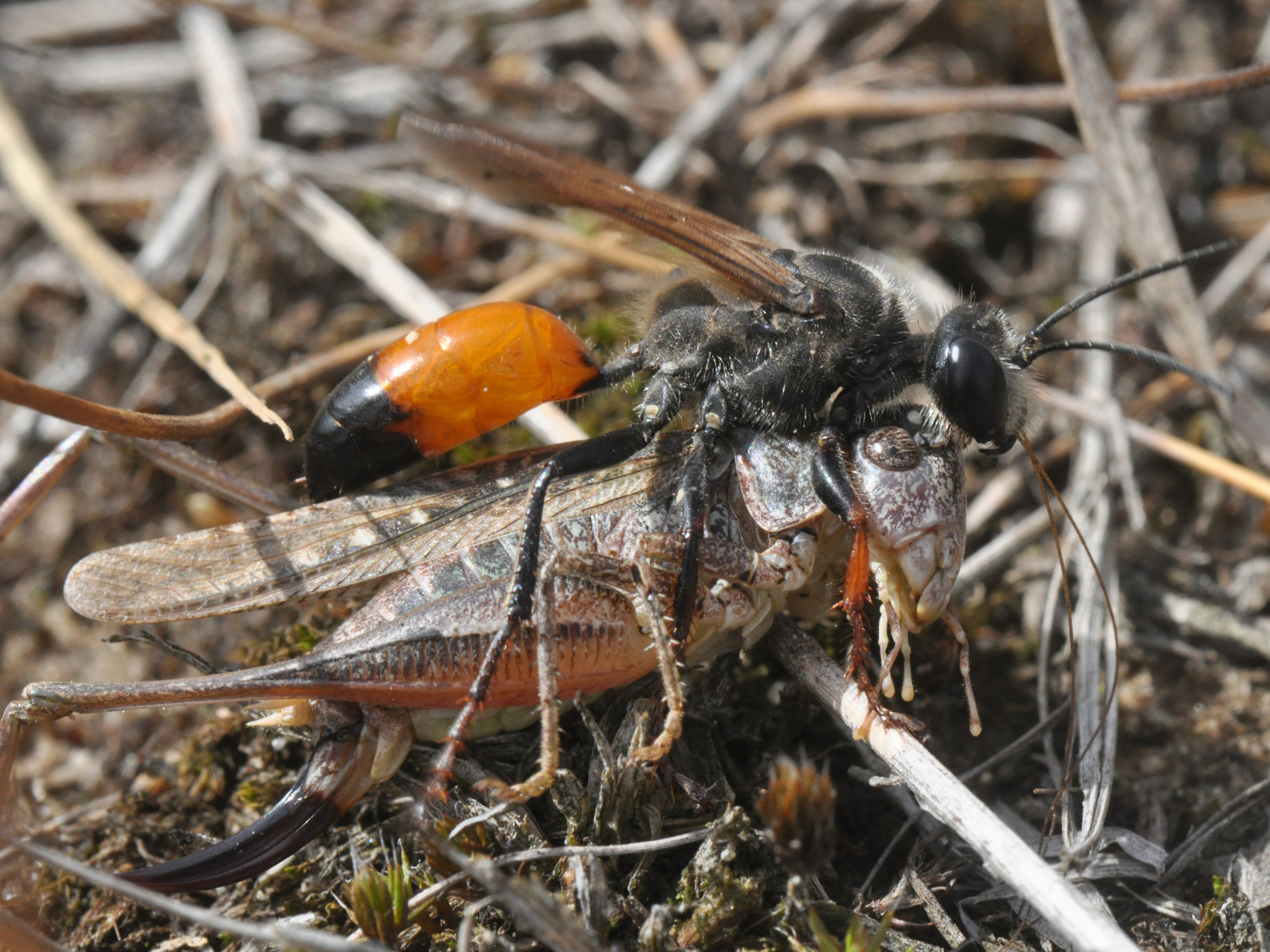 Heuschreckensandwespe mit erbeuteter Beissschrecke (Foto: Hannes Petrischak)