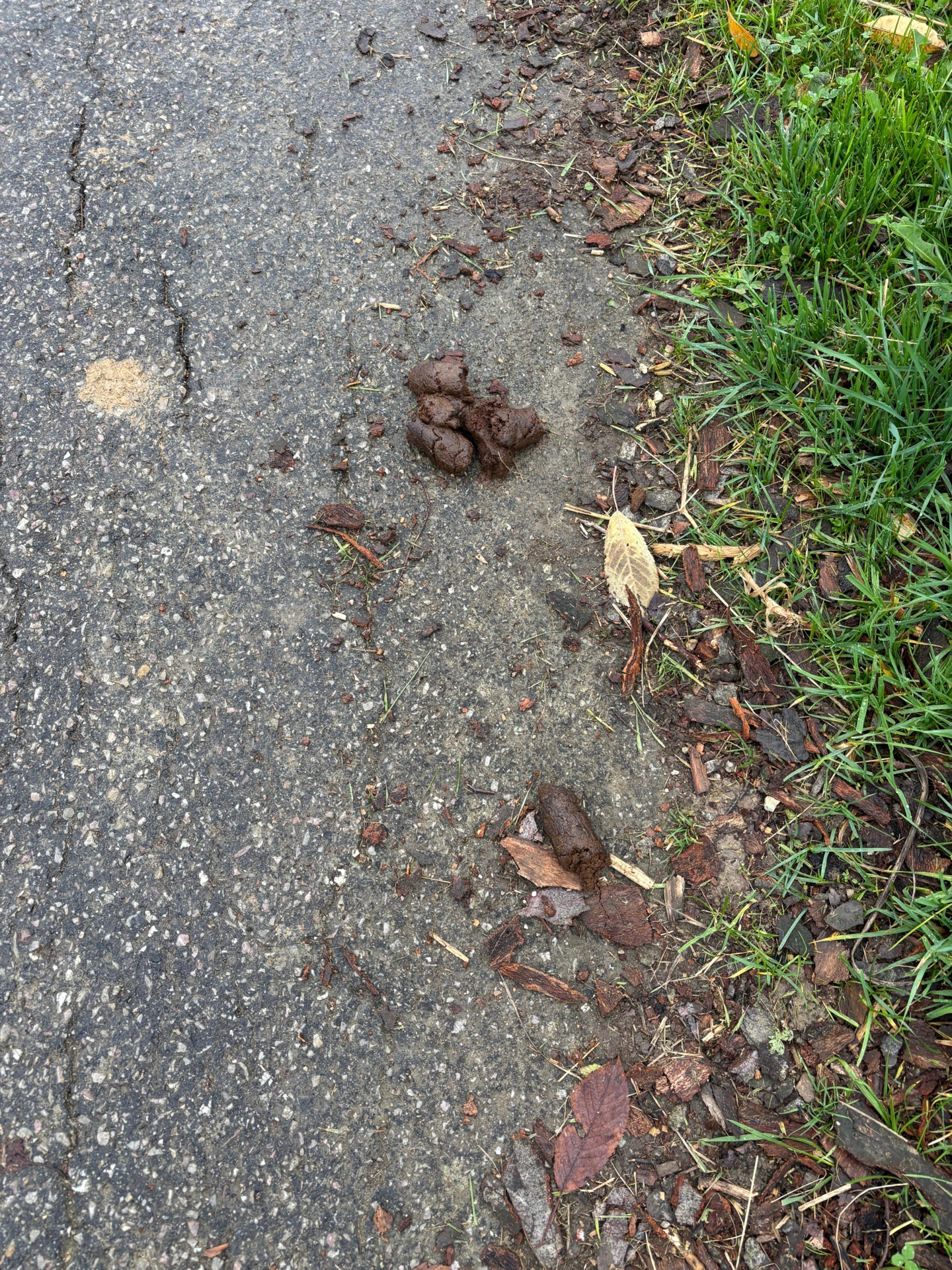 Hundekot auf Gehweg