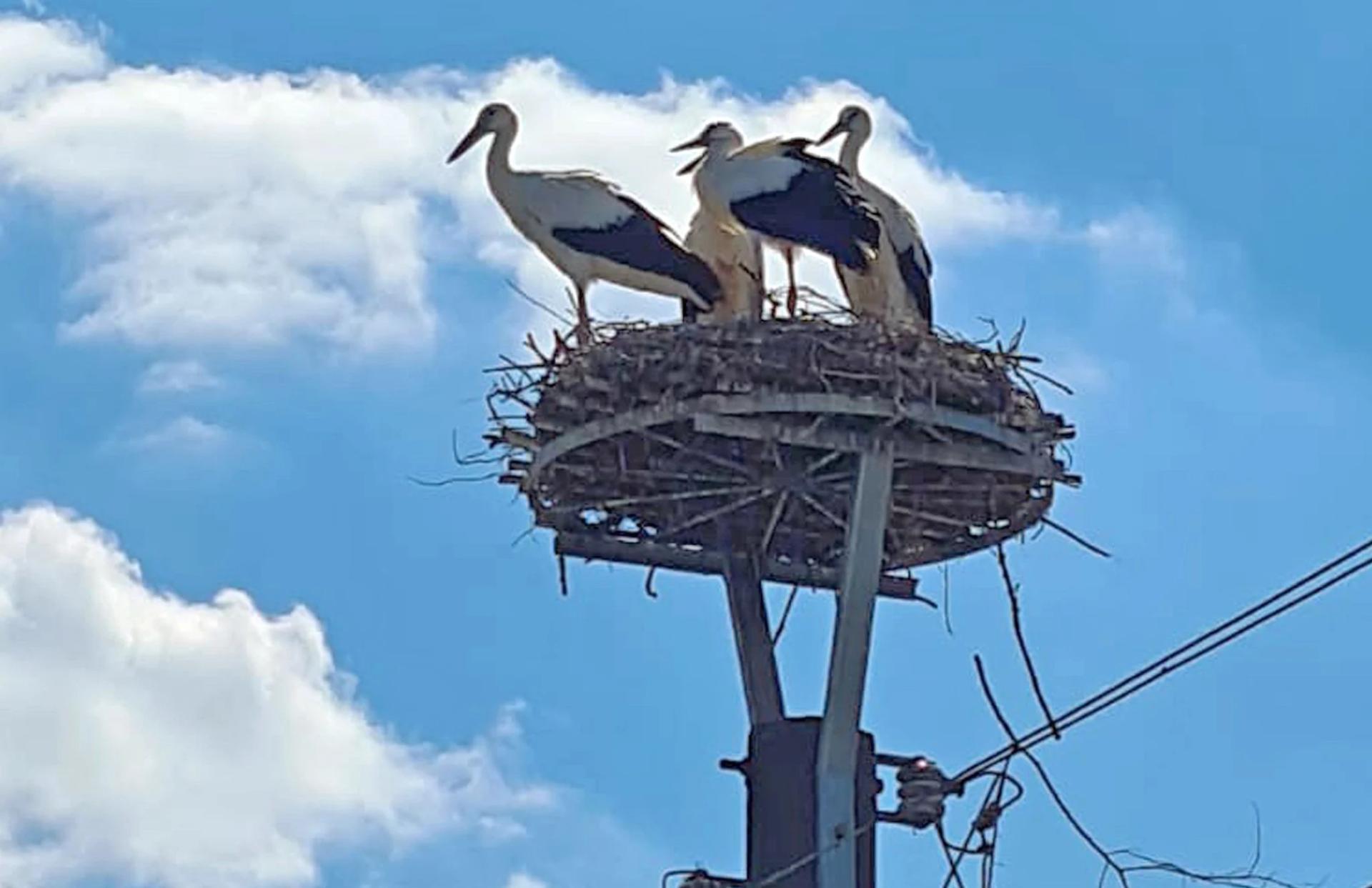 Das Nest der Adebars schaut nun schmuck aus – und im ersten Jahr seiner tatsächlichen Nutzung hatte sich auch prompt Nachwuchs eingestellt. Fotos: M. Zielinski