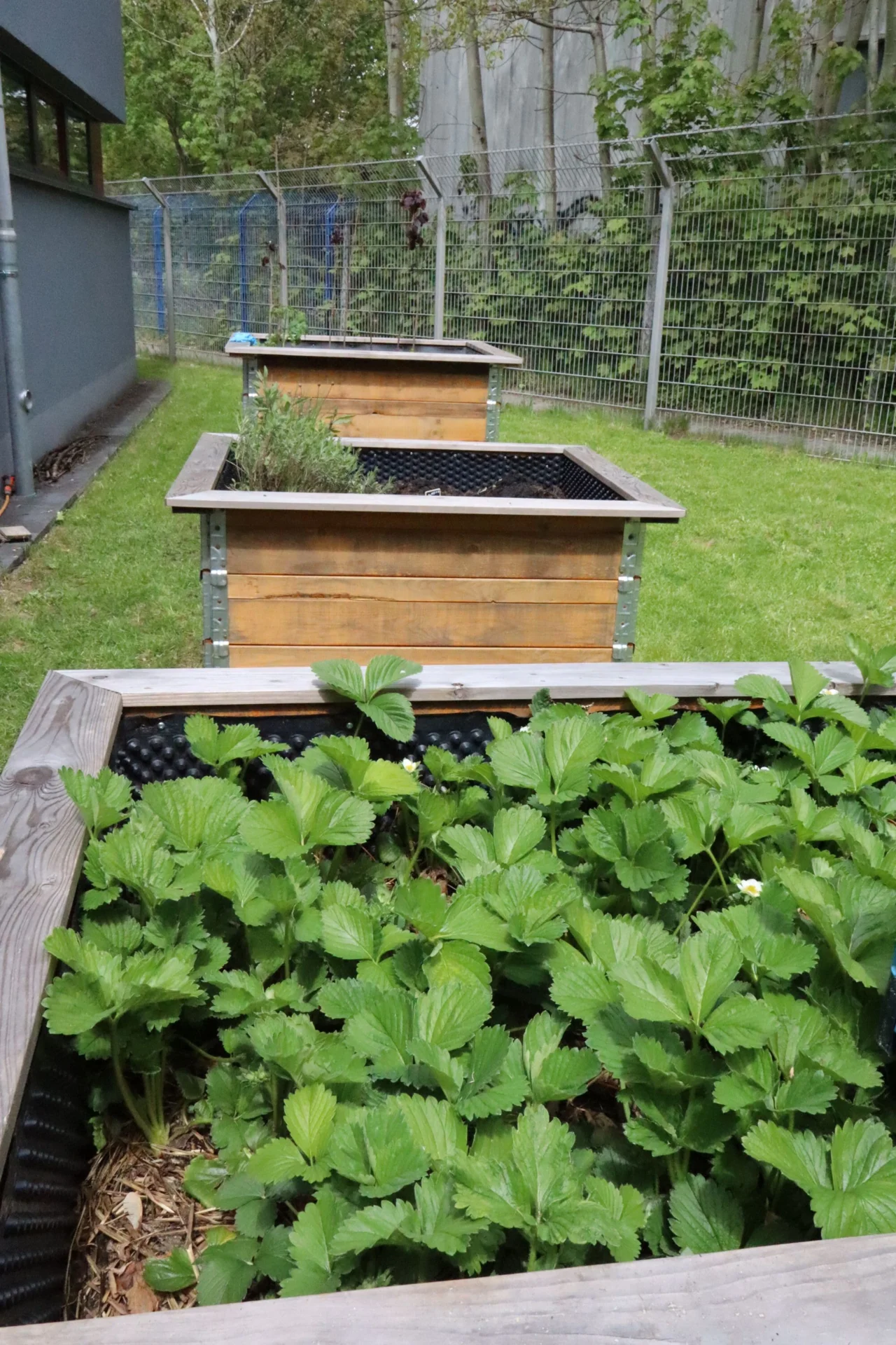 Hochbeet