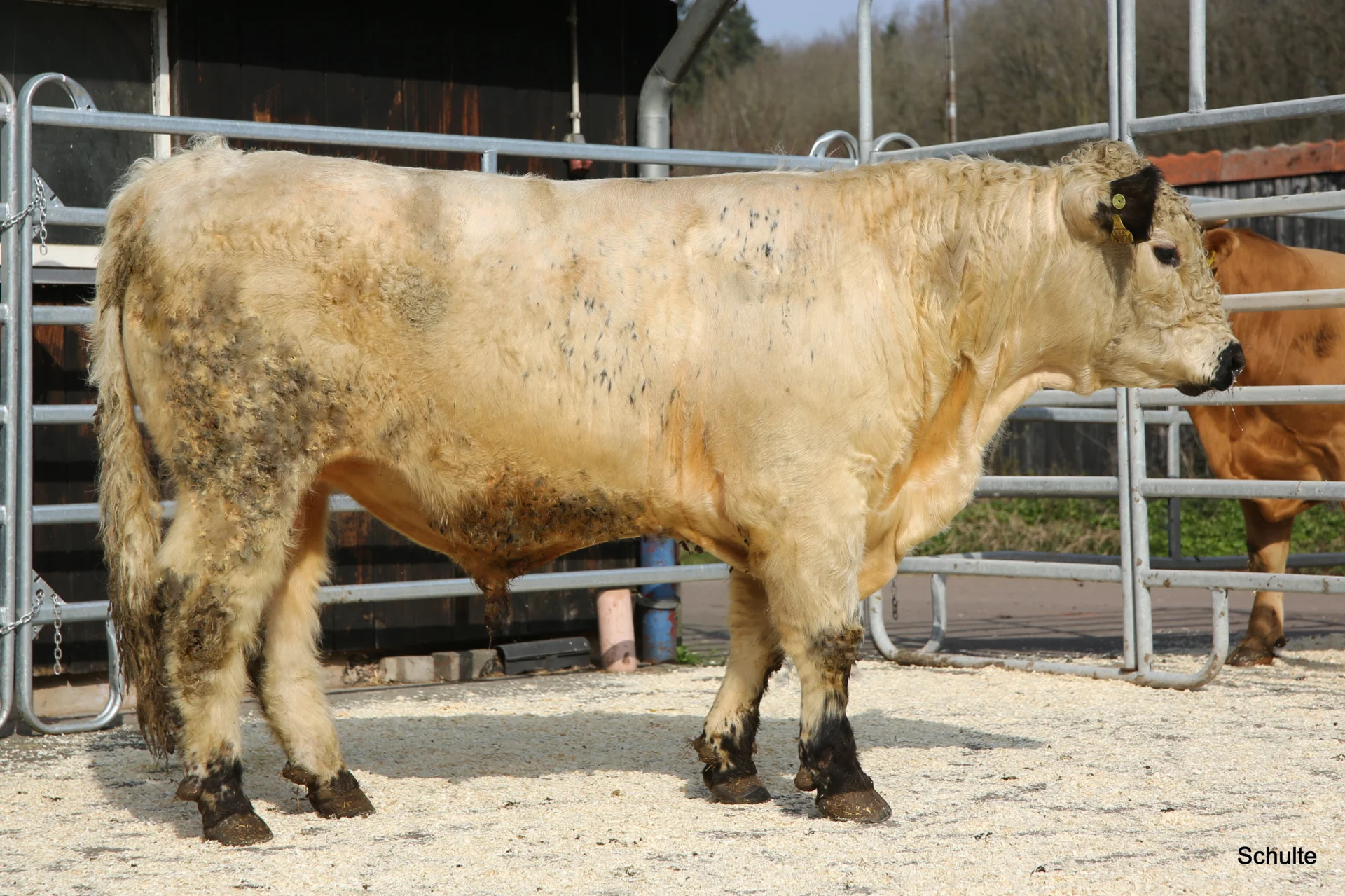 Premiere beim Neumühler Bullentag. Vakir von Martin Werschmann in Ledgden, stellte unter Beweis zu welchen Leistungen die Rasse Galloway im Stande ist.