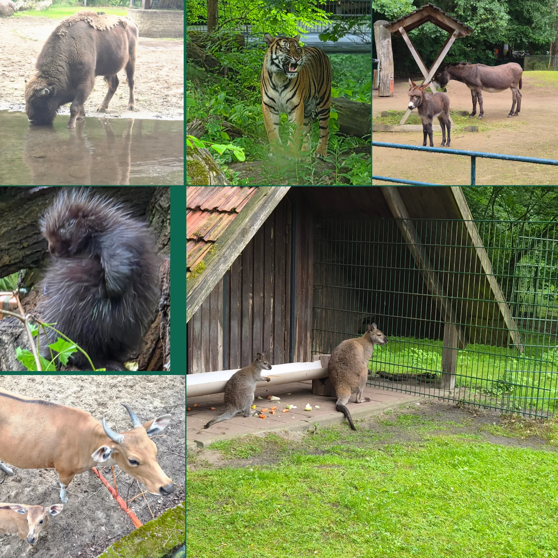 Tiere im Tierpark Cottbus