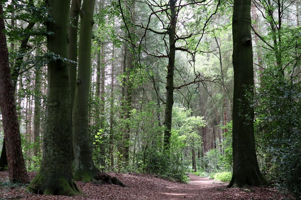 Blick zum Waldweg