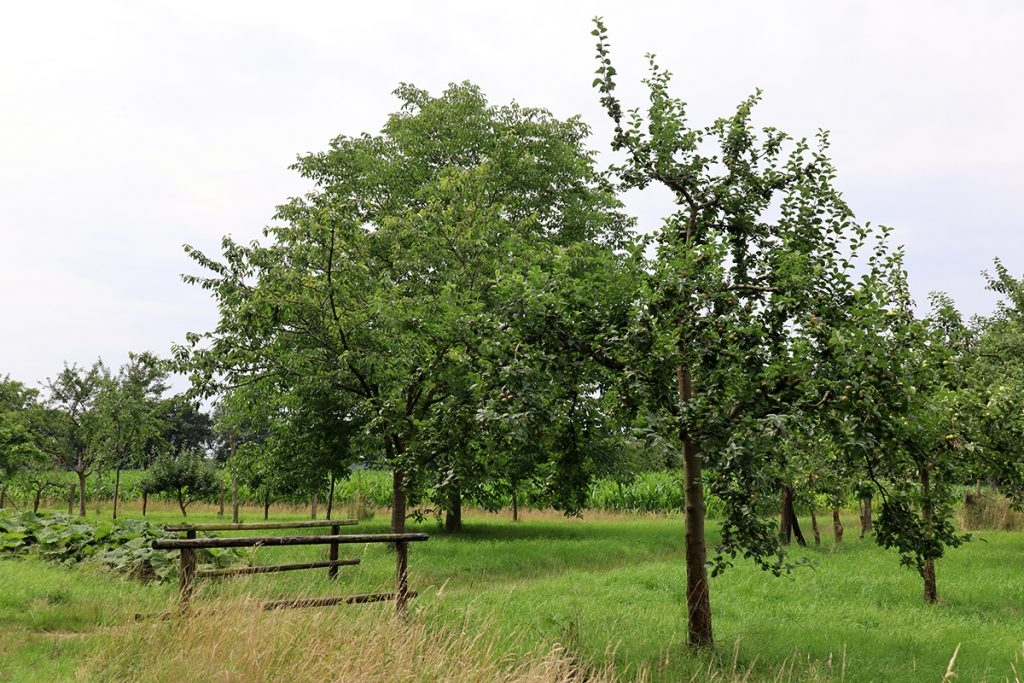 Obstbaumplantage Düshorn