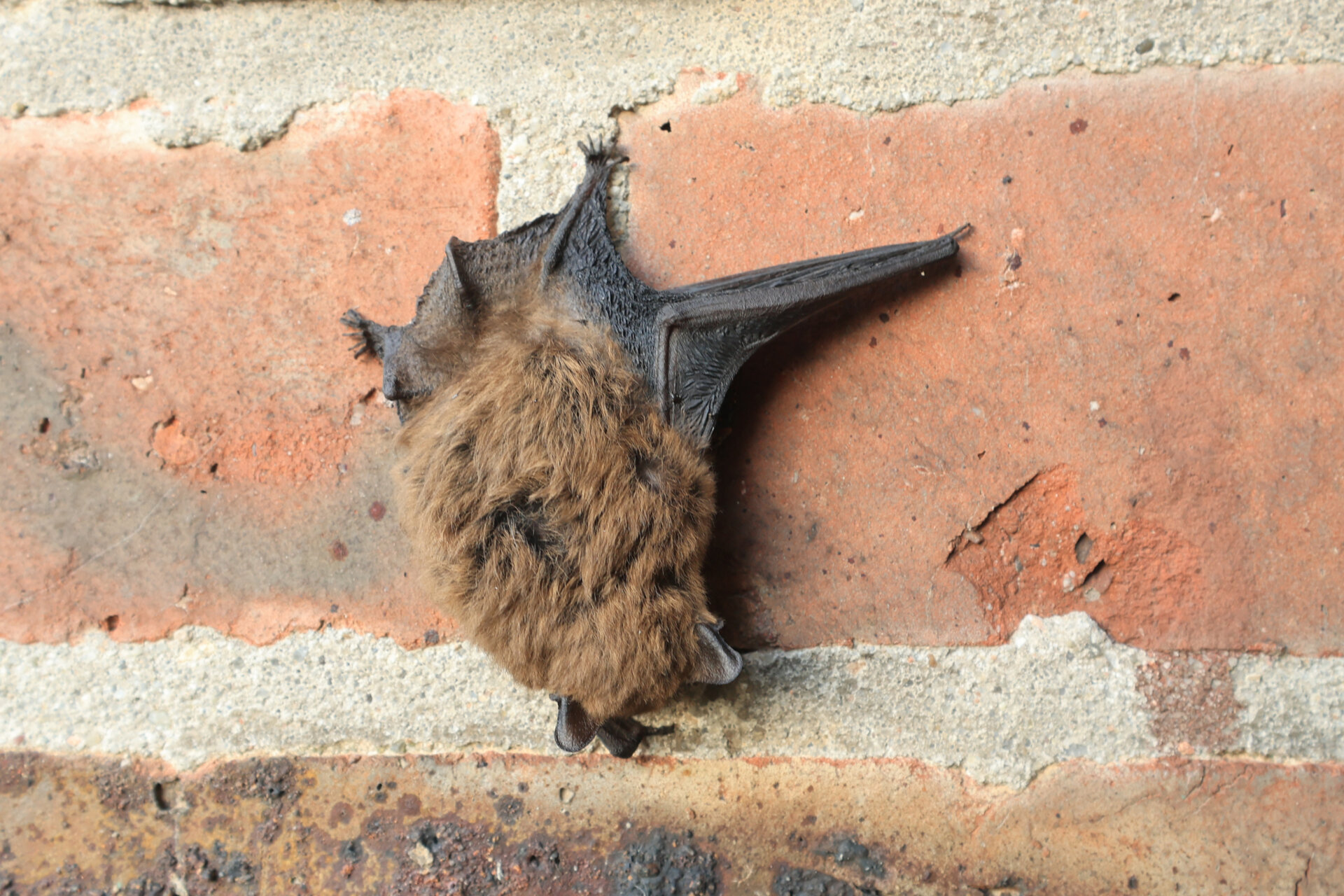 Fledermaus