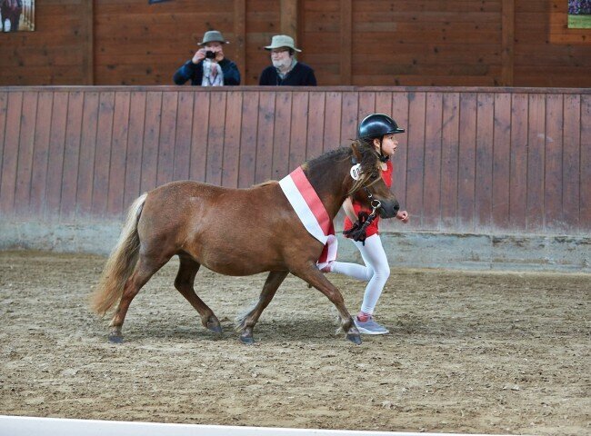 650x480-crop-90-2025alsfeldponystuten0053_siegertute_shetland_im_trab_