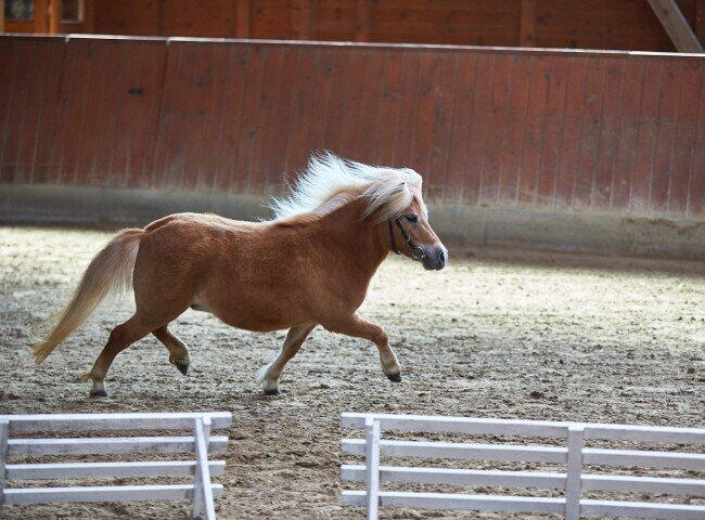 650x480-crop-90-2025alsfeldponystuten0058_shetland_u_87